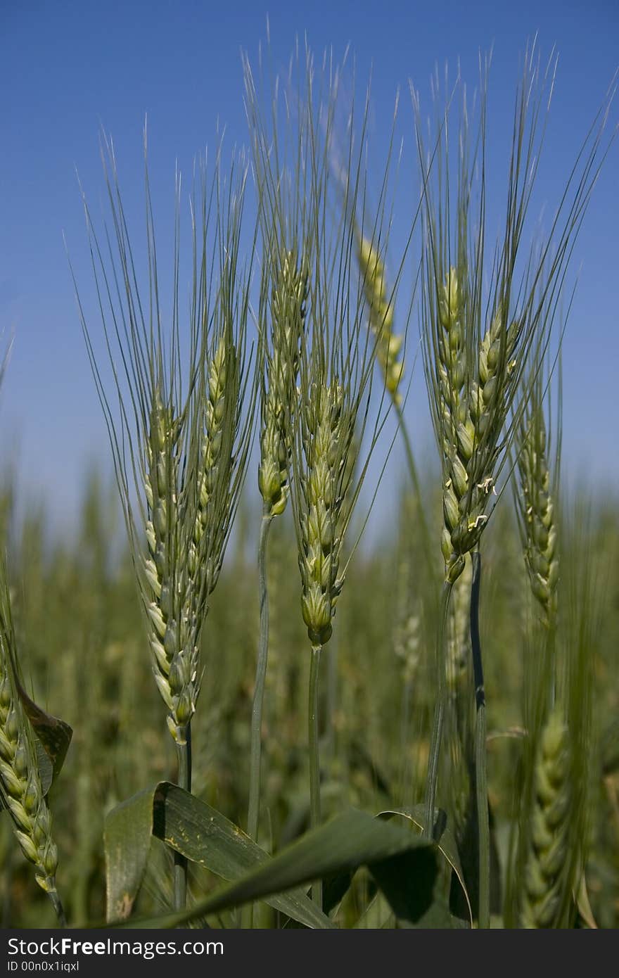 Wheat field