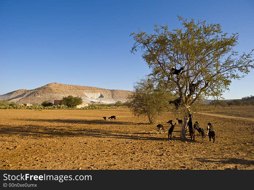 Goals on argana tree, near Agadir. Goals on argana tree, near Agadir