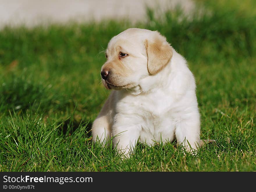 Little Yellow Labbrador retriever puppy. Little Yellow Labbrador retriever puppy