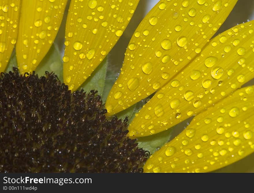 Drops on the Sunflower