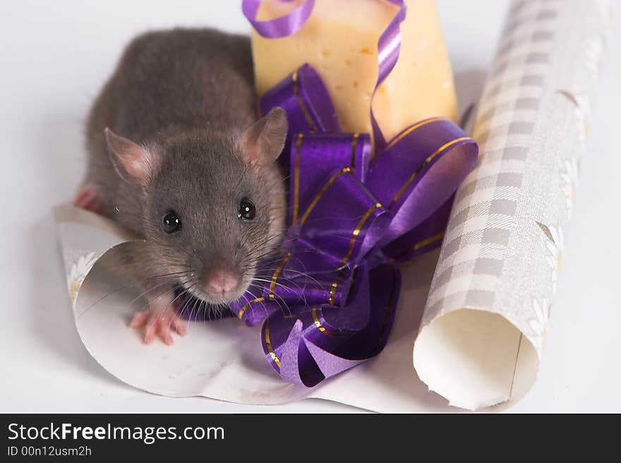 A New Year rat with a present. A New Year rat with a present