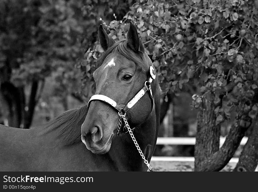 Head shot of quarter horse stallion in black and white