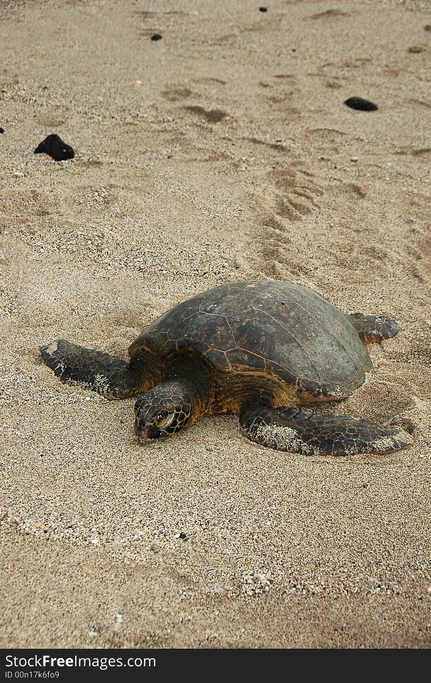 Basking turtle on the Big Island of Hawaii. Basking turtle on the Big Island of Hawaii