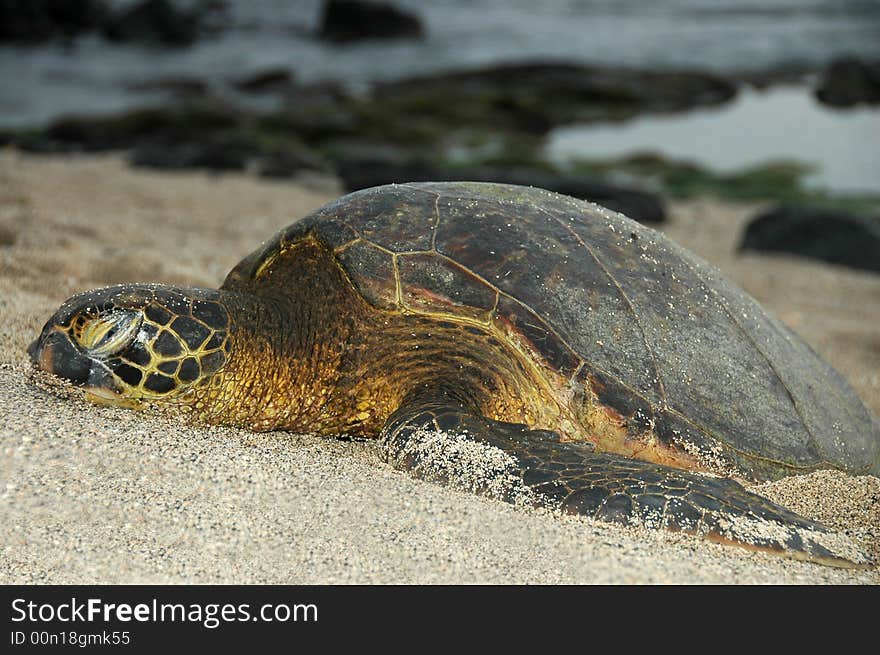 Basking turtle on the Big Island of Hawaii. Basking turtle on the Big Island of Hawaii