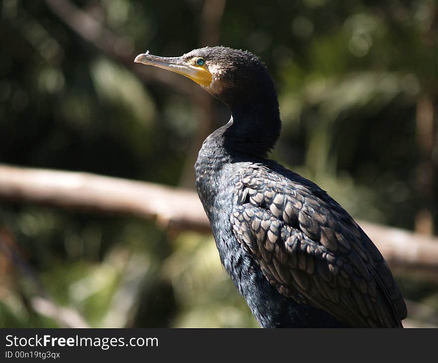 This is a very calm and silent bird... standing tall... not worried about anything. This is a very calm and silent bird... standing tall... not worried about anything.