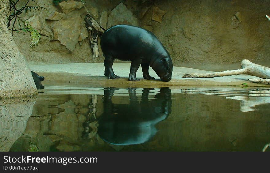 Baby hipo in berlin zoo