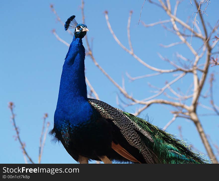 Peacock In The Sky