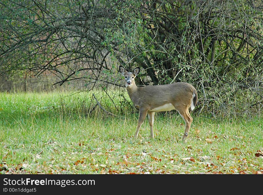 A picture of a female deer taken in a indiana park. A picture of a female deer taken in a indiana park