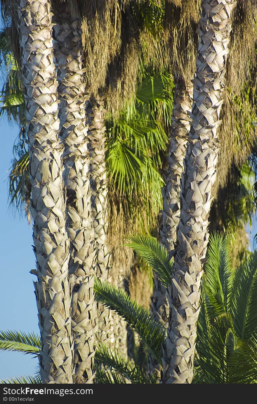 Palm Trees Forming The Letter V.