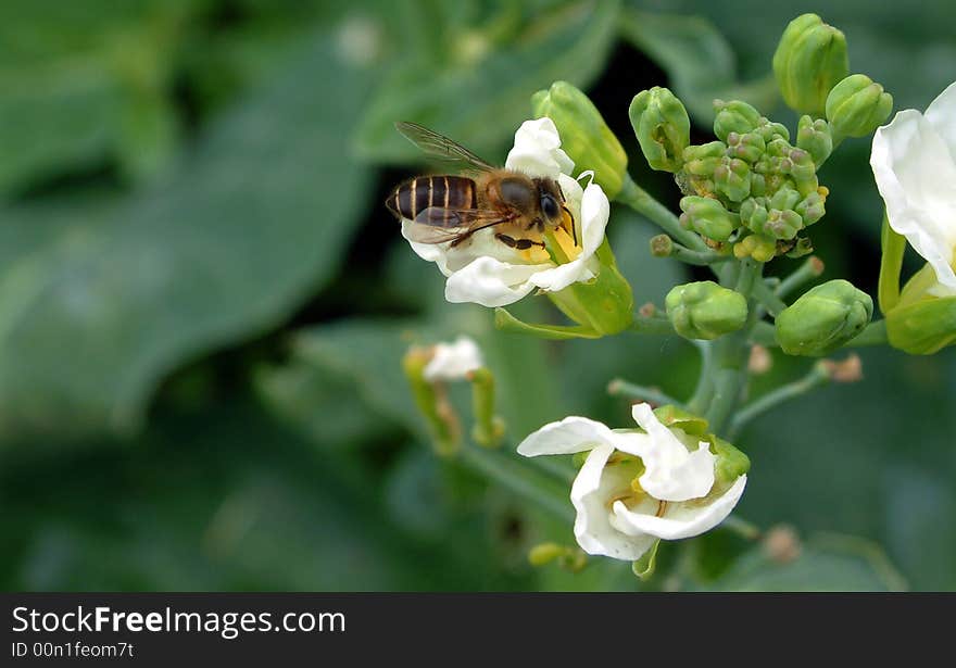 A bee in the flower on working.
See more my images at :) http://www.dreamstime.com/Eprom_info