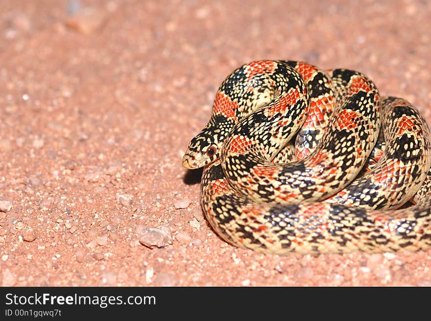 A typical longnose snake found in the Arizona desert. A typical longnose snake found in the Arizona desert.