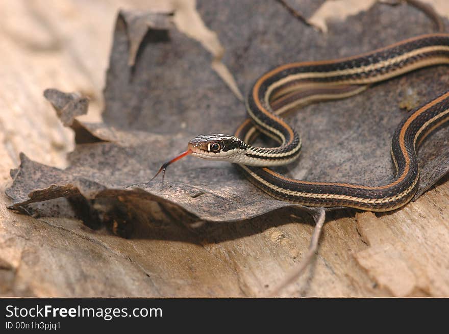 This western ribbon snake was photographed in north western Missouri. This western ribbon snake was photographed in north western Missouri.