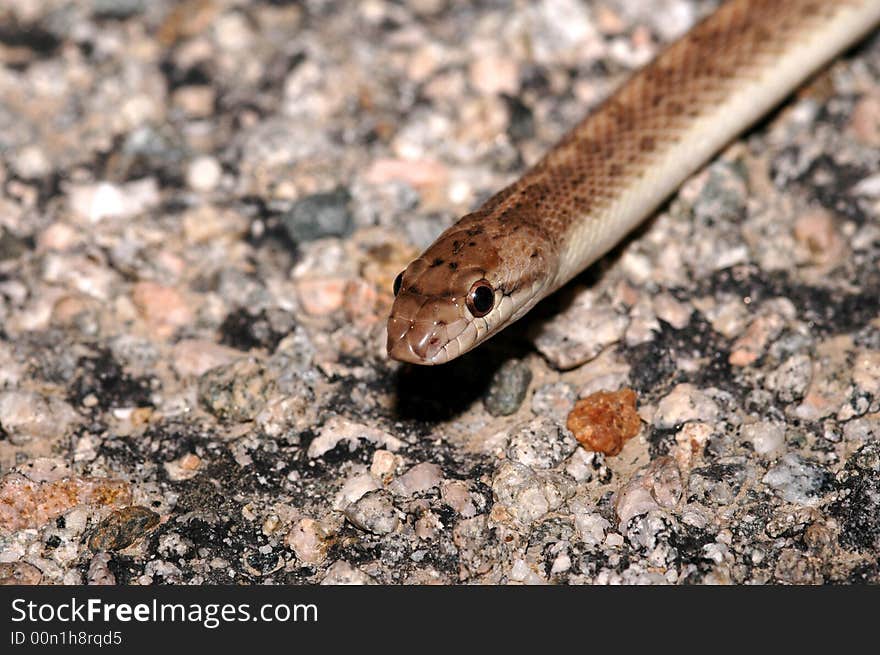 California Glossy snake