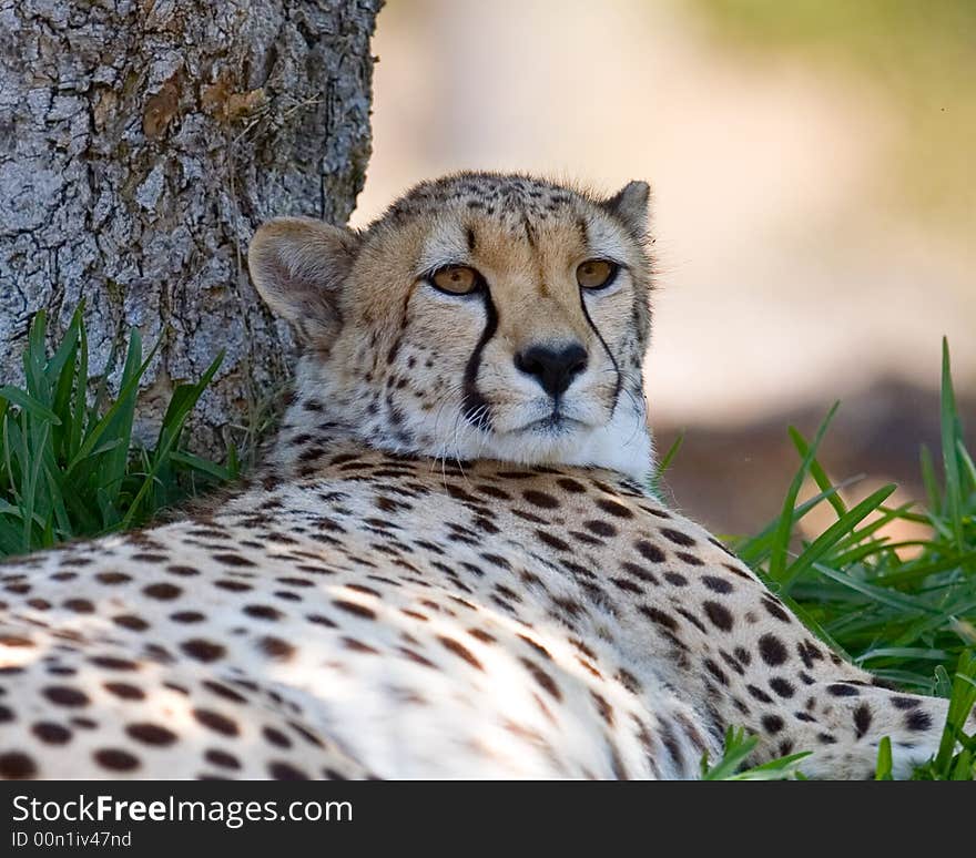 A beautiful cheetah relaxes in the late afternoon sun. 
Selective focus on eyes.See more of cheetah images
at my portfolio.