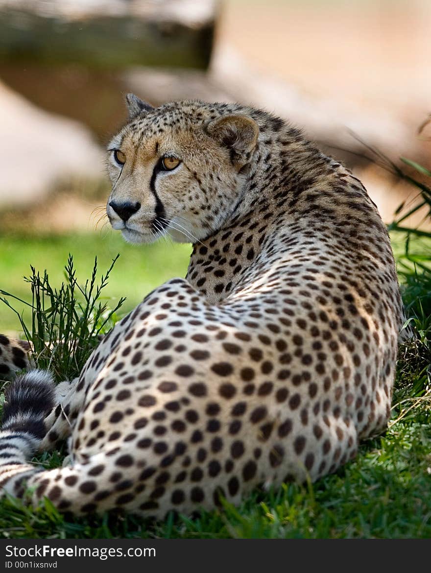 A beautiful cheetah relaxes in the late afternoon sun. Selective focus on eyes.See more of cheetah images at my portfolio.