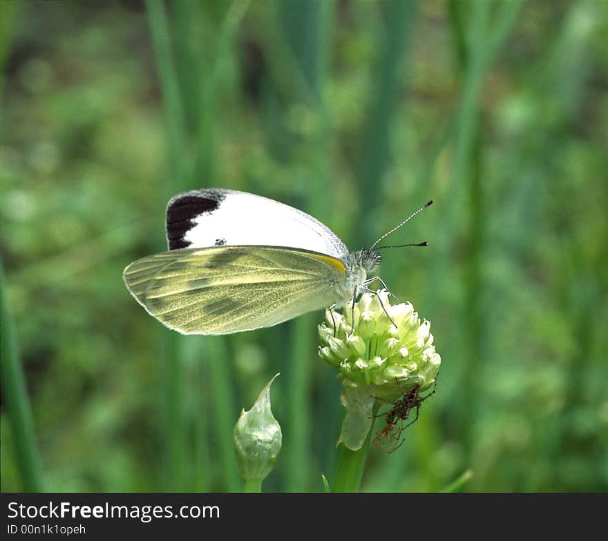 Butterfly and araneid