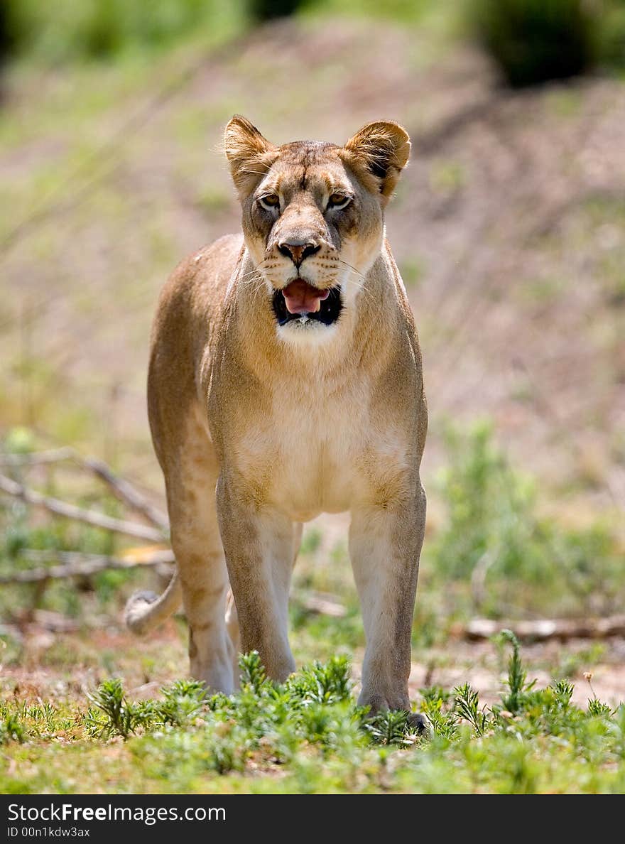 Close up of Lion portrait. Check my other images pf Lions.