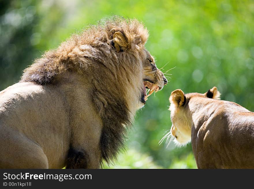 Close up of Lion portrait. Check my other images pf Lions.