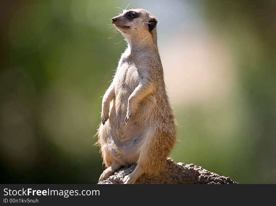 Meerkat standing on the rock and looking...