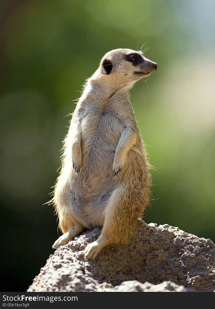 Meerkat standing on the rock and looking...