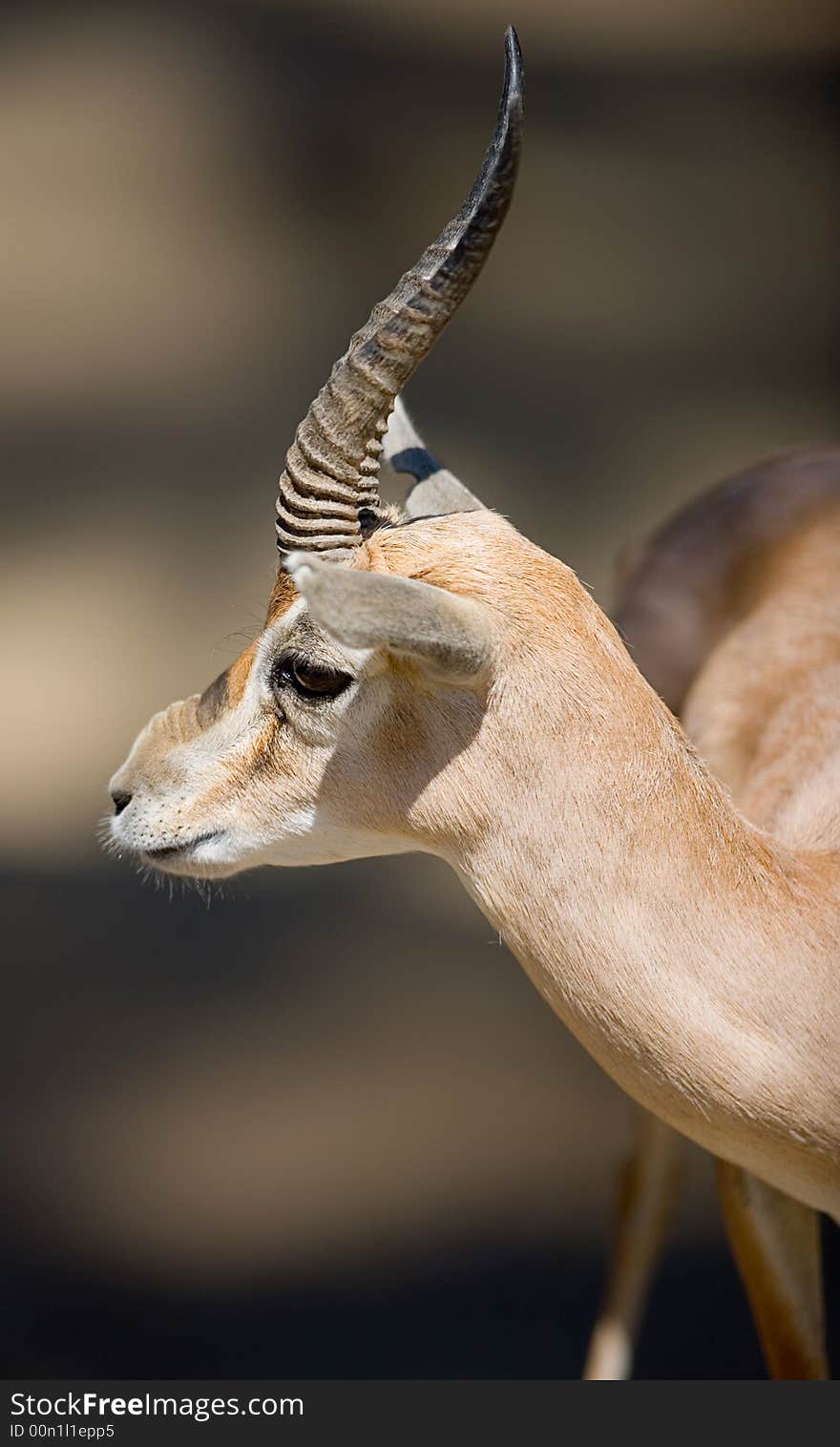 Very beautiful close-up pictur of gazelle from side.