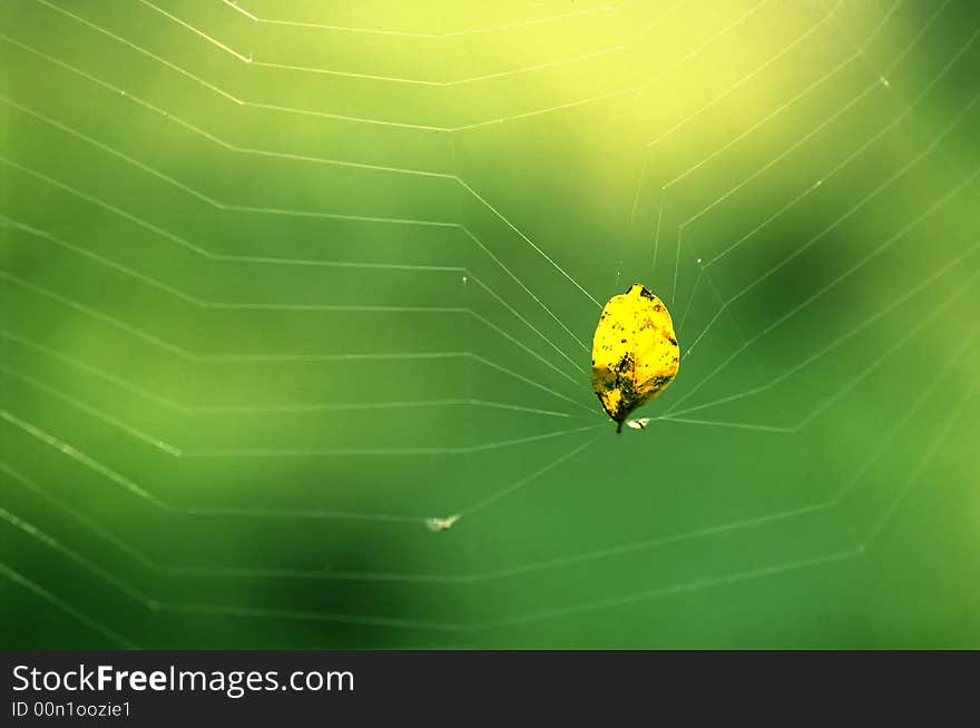 Spider Web