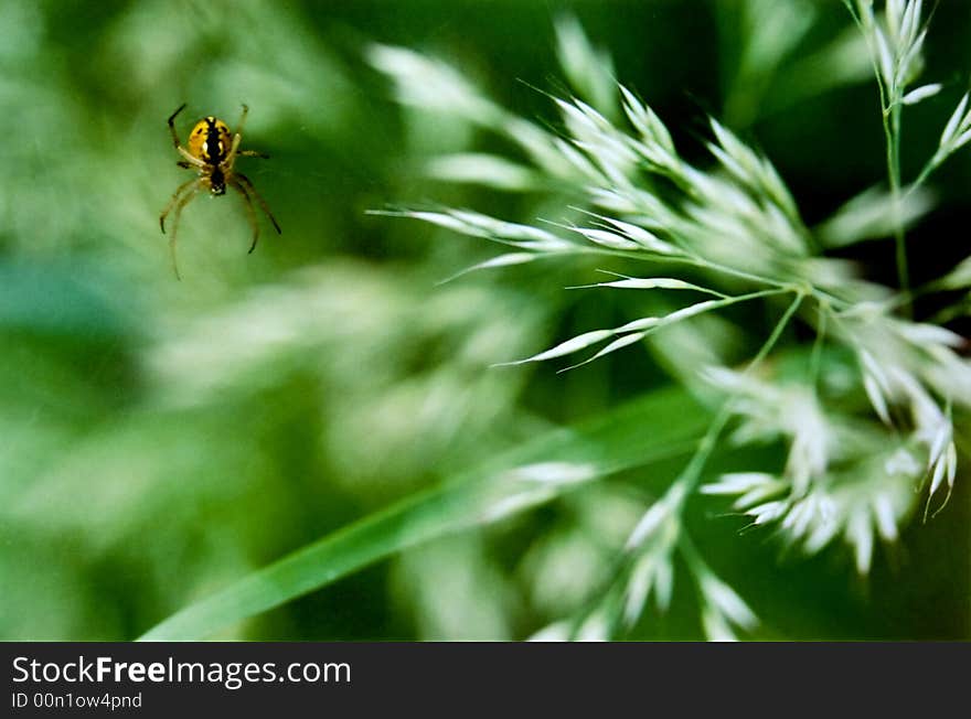 Take the spider
The captured in the wild flowers in the yellow spider