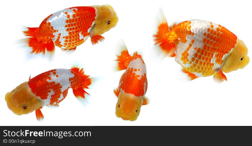 Lionhead goldfish