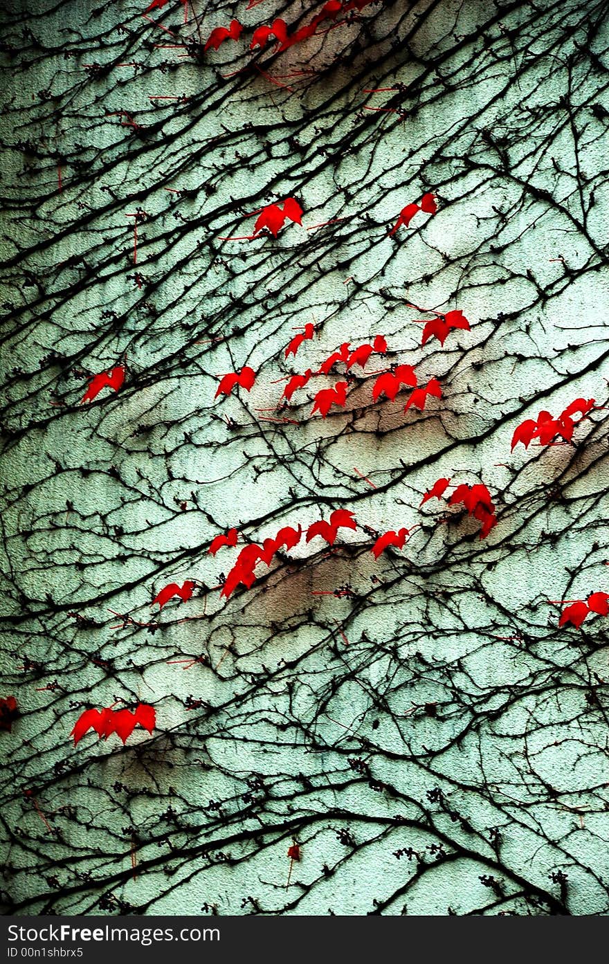 Red Leaves on the wall. Red Leaves on the wall