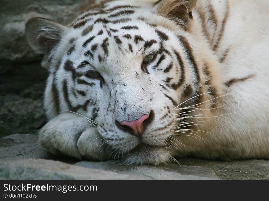 White Tiger