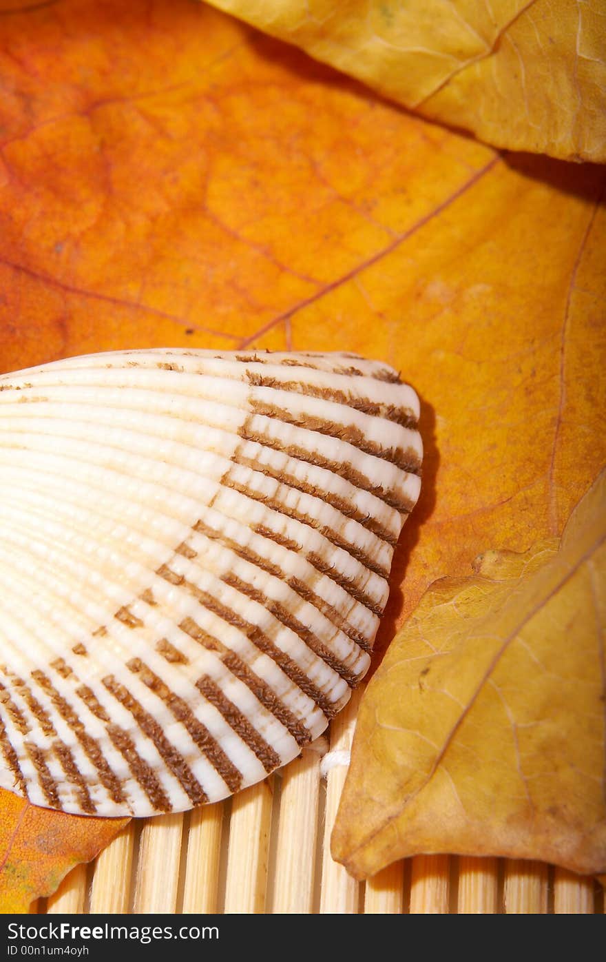 Shell over background of autumn leaves. Shell over background of autumn leaves