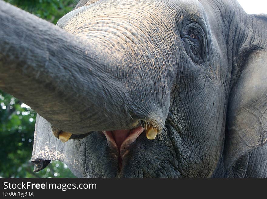 Asian Elephant