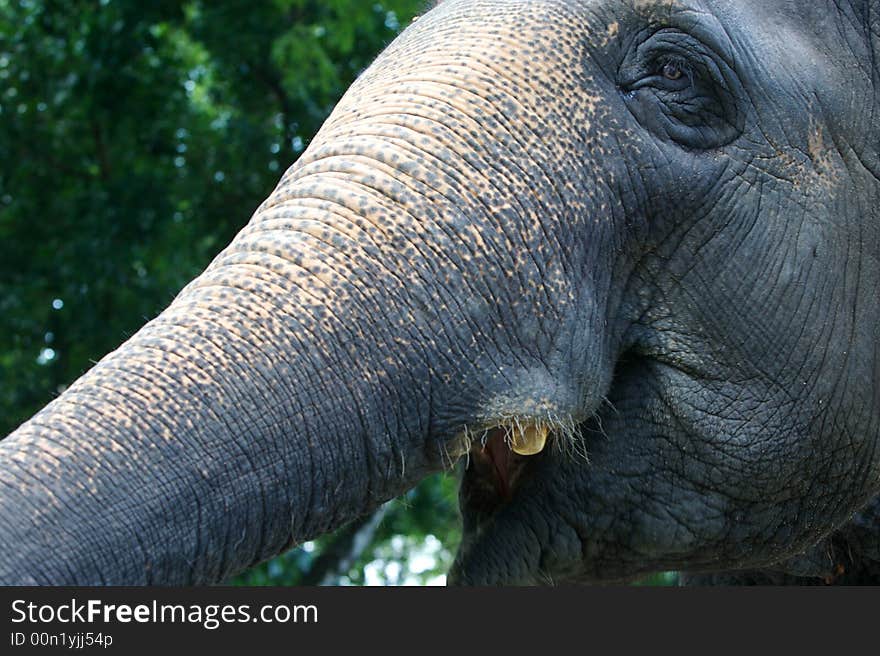 Asian Elephant