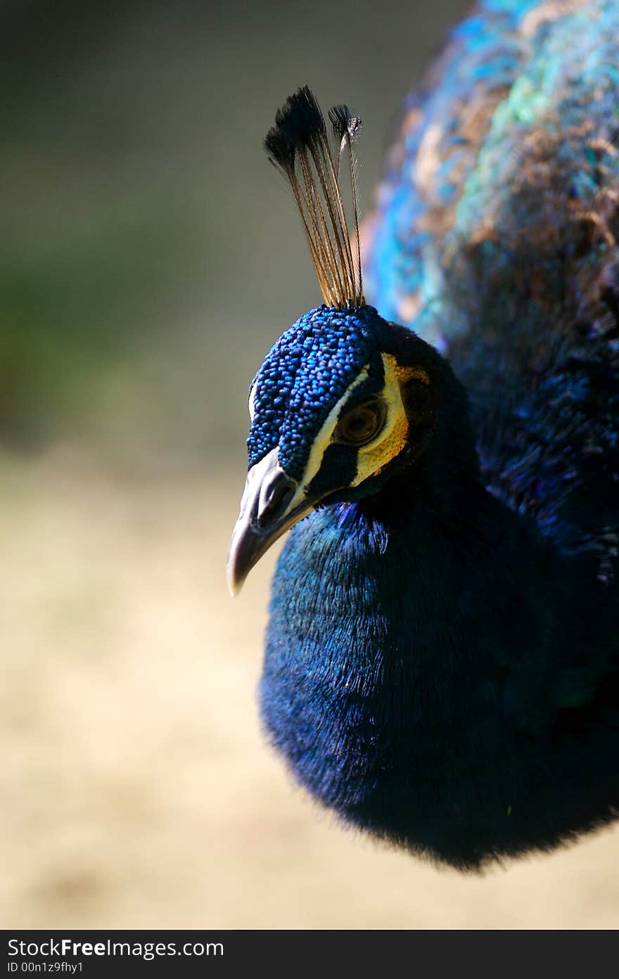 Indian Blue Peacock