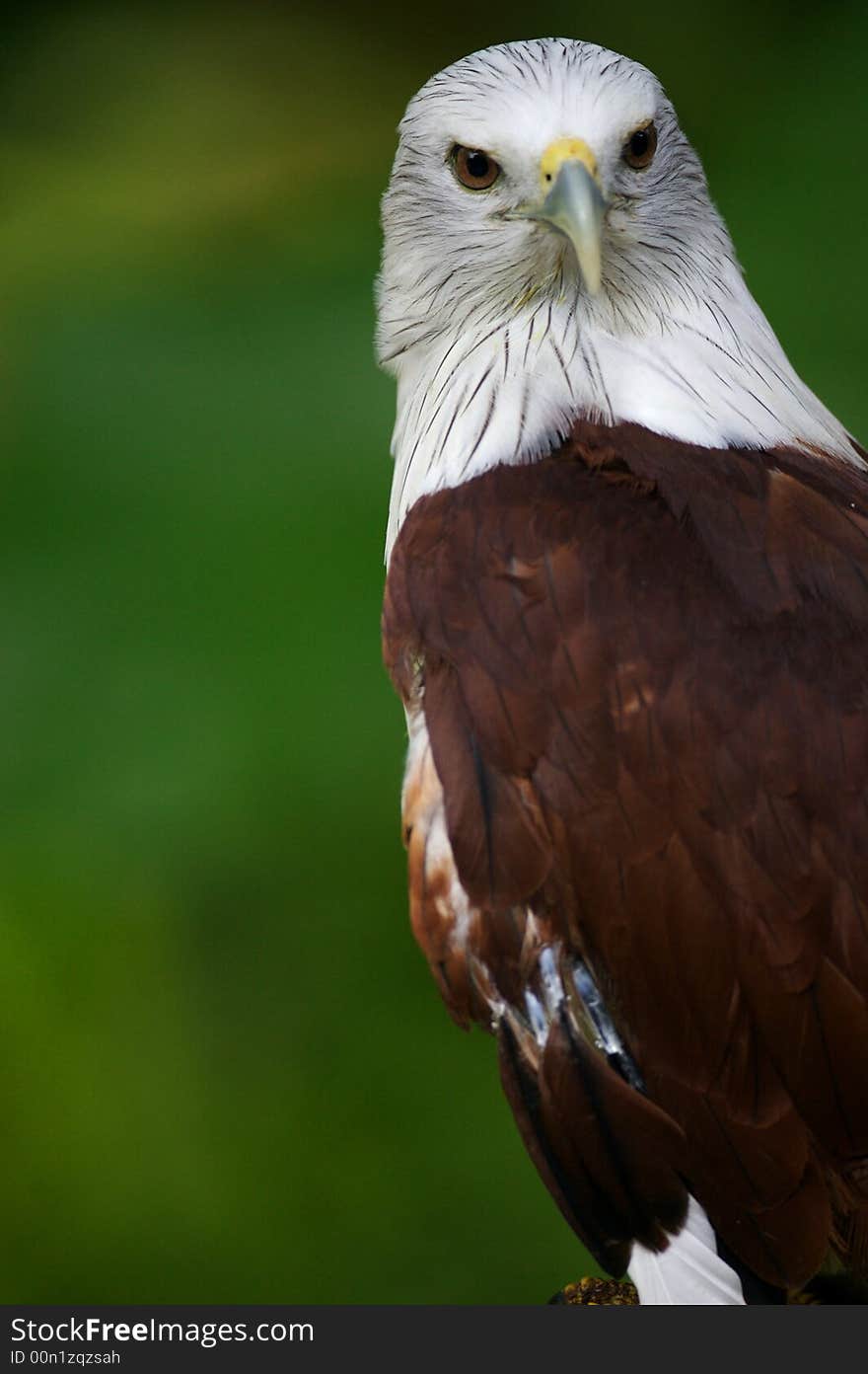 A Brahminy Kite sitting on a branch