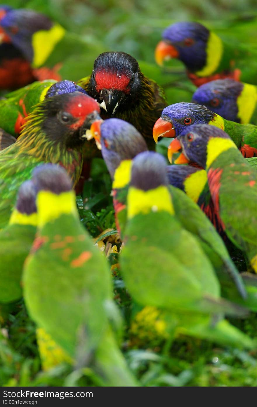 A group of Rainbow Lorikeets feeding