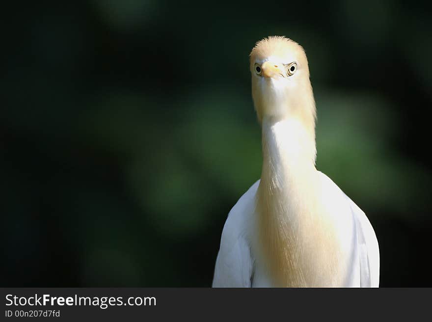 Cattle Egret