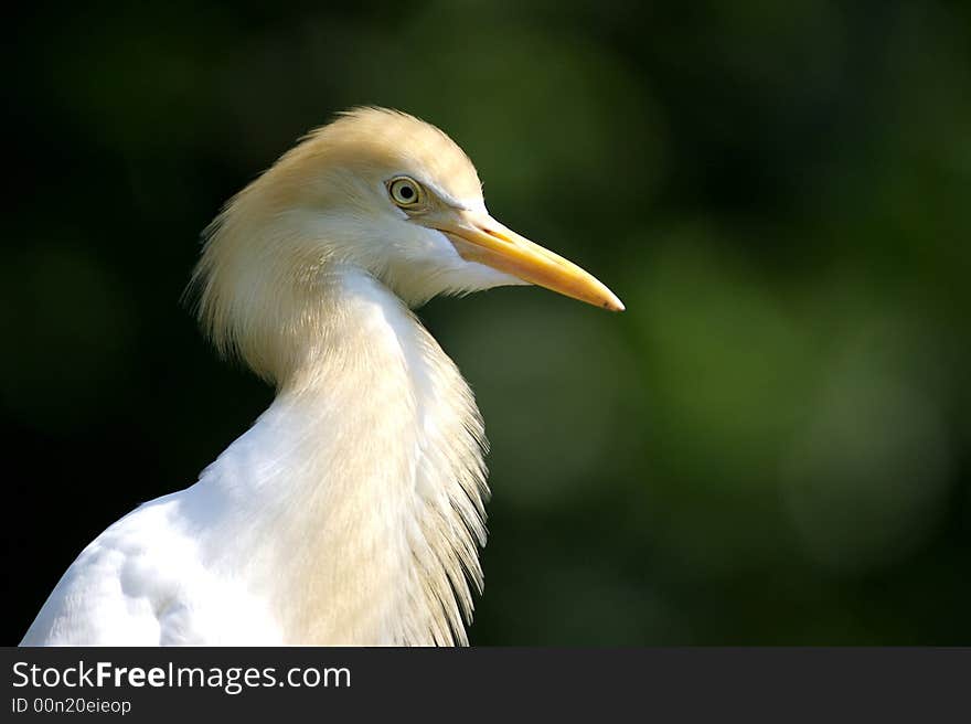 Cattle Egret