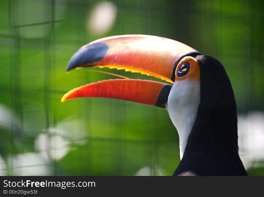 Toco Toucan