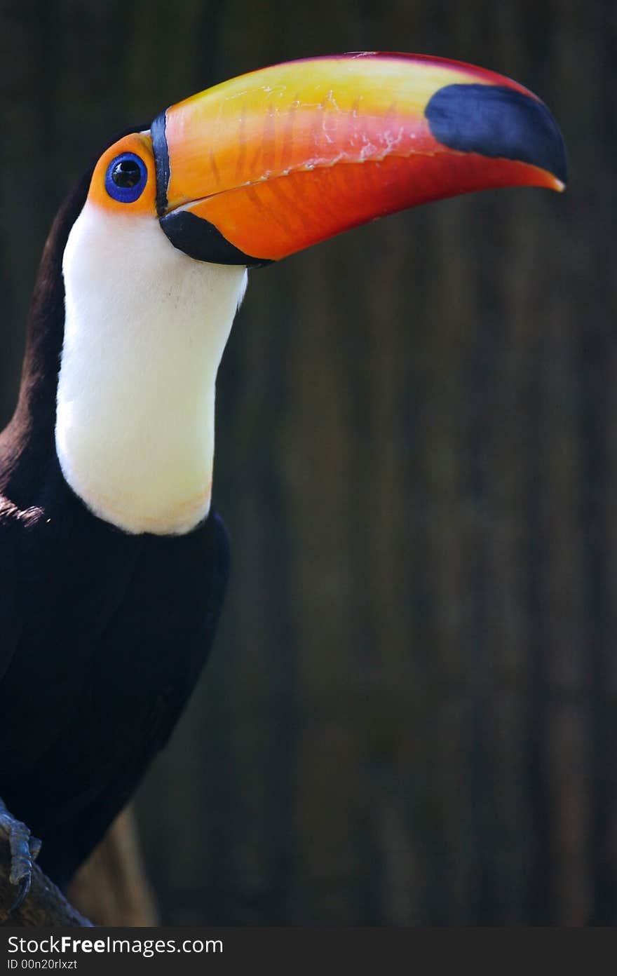 Toco Toucan