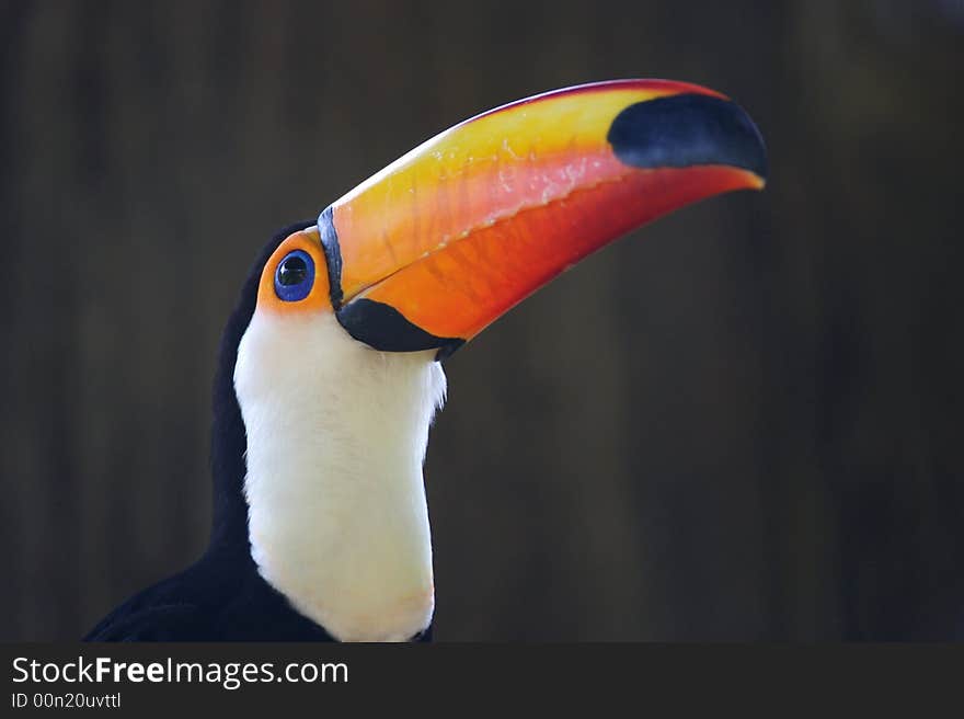 Toco Toucan