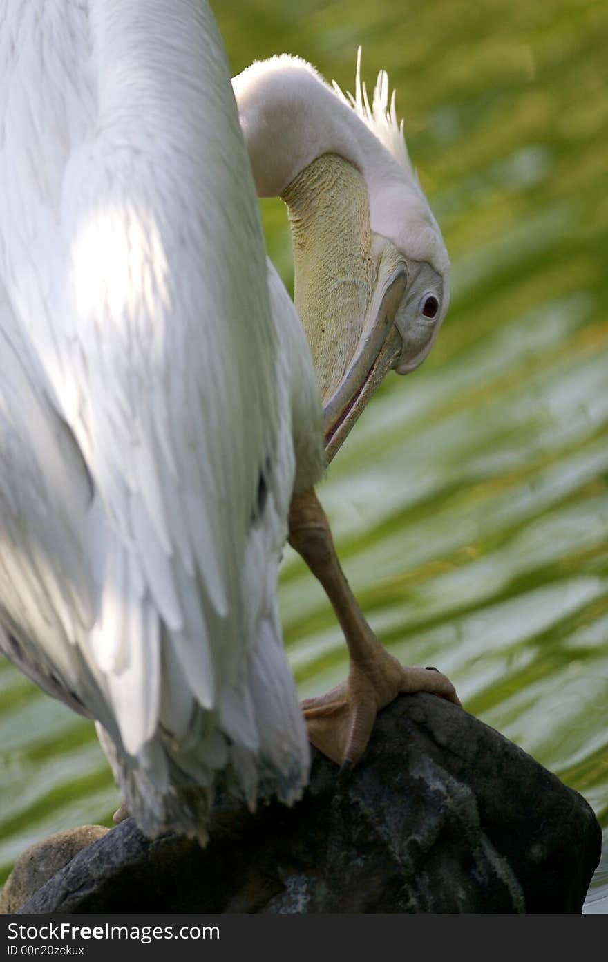 Pelican