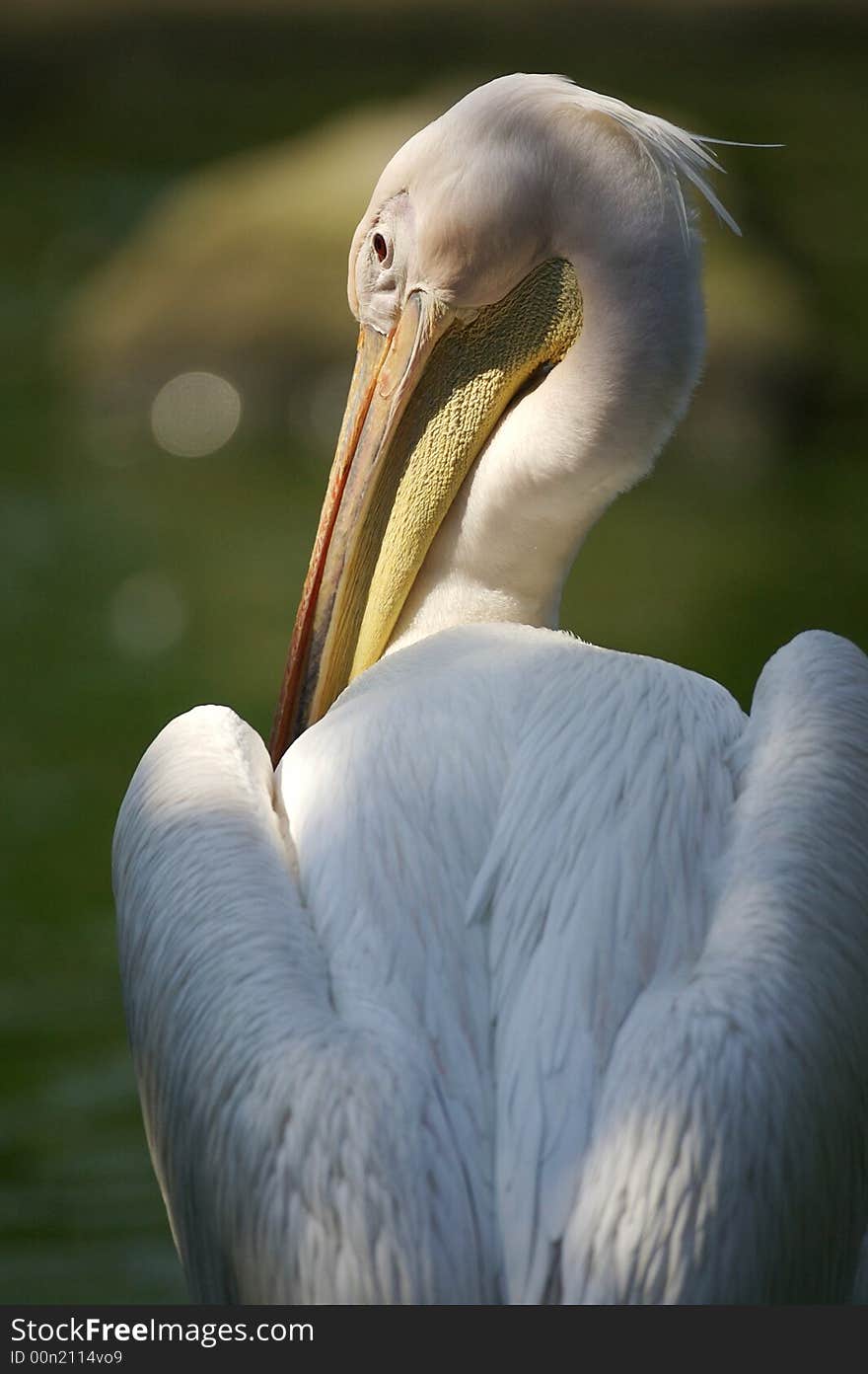 Pelican