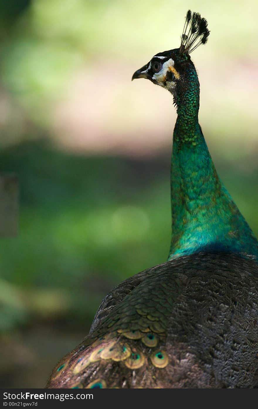 A portrait of a Indian Blue Peacock