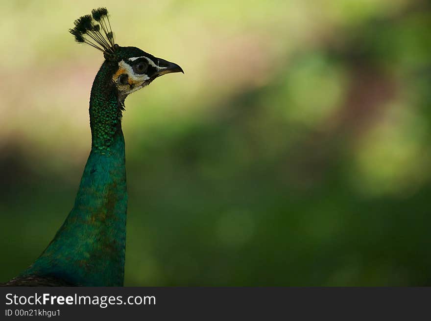 A portrait of a Indian Blue Peacock