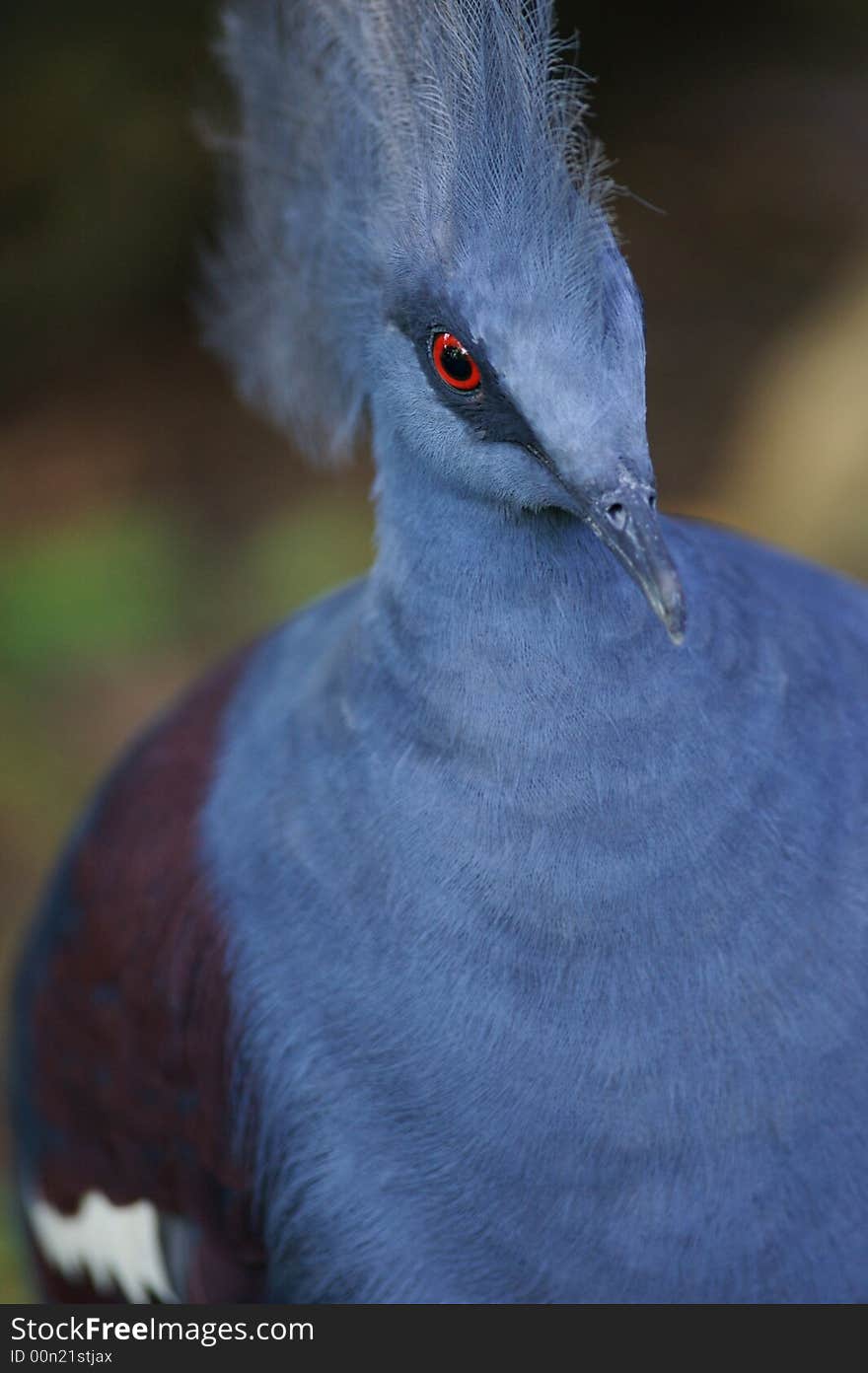 Victoria Crowned Pigeon