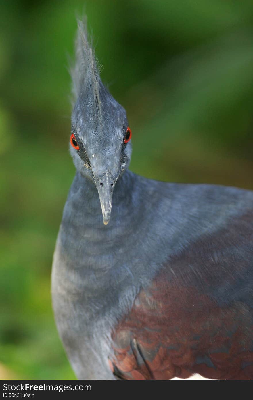 Victoria Crowned Pigeon