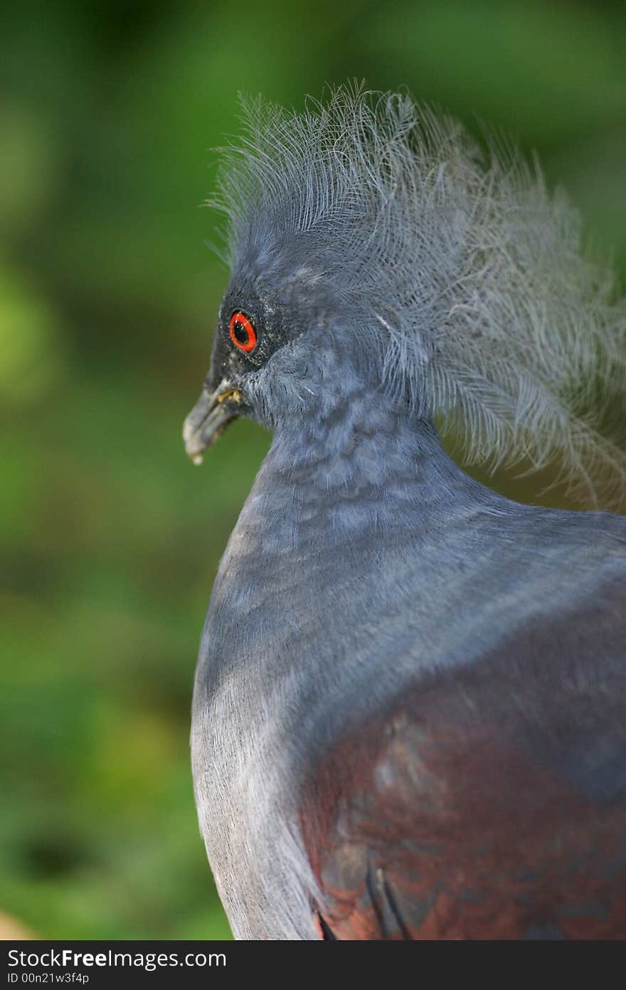 Victoria Crowned Pigeon