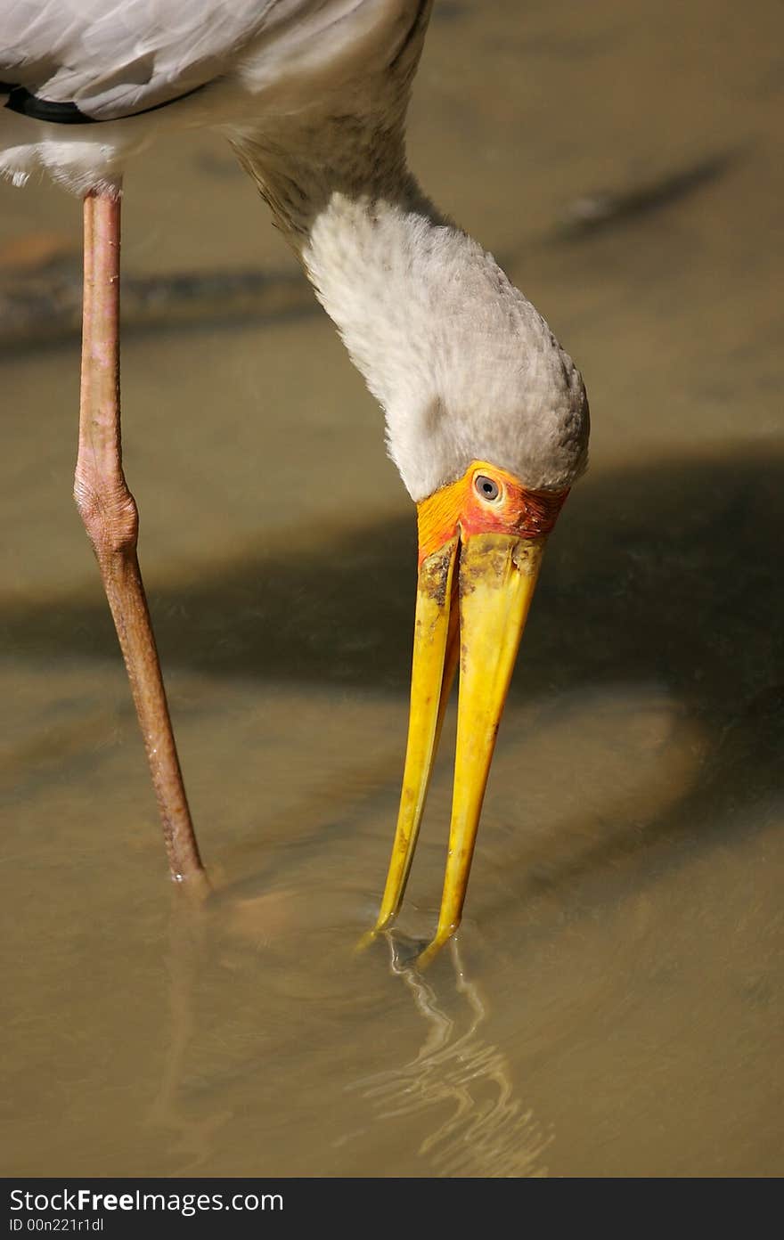 Yellow Billed Stork