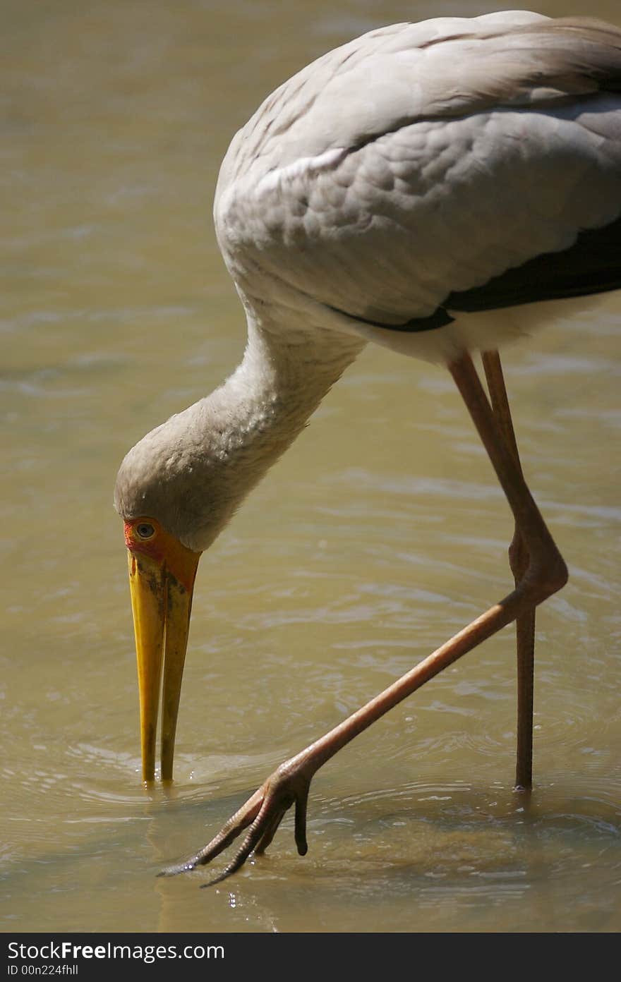 Yellow Billed Stork